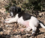 Small #5 Beagle-Border Collie Mix
