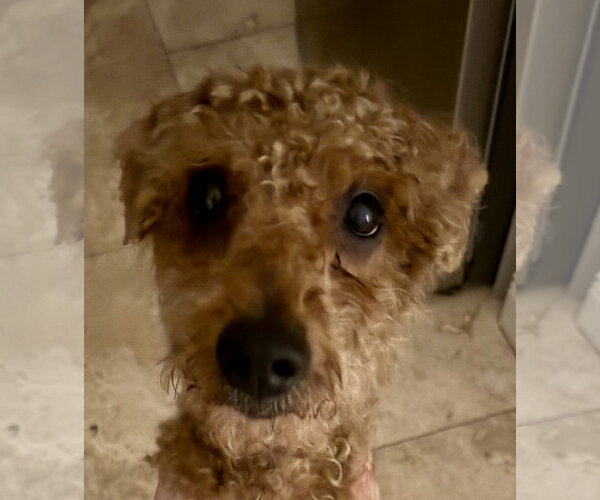 Medium Photo #2 Poodle (Miniature) Puppy For Sale in Boca Raton, FL, USA
