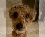 Small #1 Poodle (Miniature)