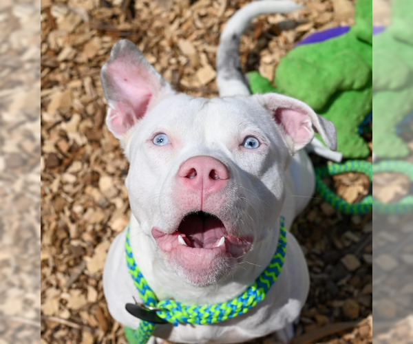 Medium Photo #2 American Bulldog-Unknown Mix Puppy For Sale in Decatur, GA, USA
