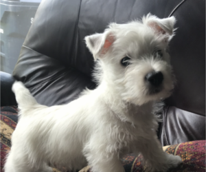 West Highland White Terrier Dogs for adoption in MANTECA, CA, USA