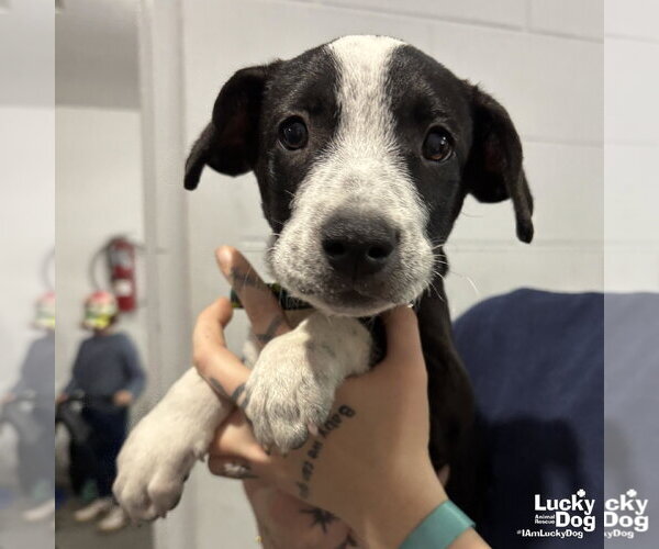 Medium Photo #3 Labrador Retriever-Unknown Mix Puppy For Sale in Washington, DC, USA