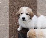 Puppy Pixel Great Pyrenees