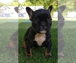 Small Photo #1 French Bulldog Puppy For Sale in LA VERGNE, TN, USA