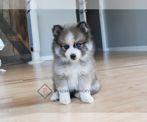 Pomsky Puppy for sale in KANSAS CITY, MO, USA