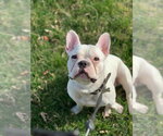Small Photo #16 French Bulldog Puppy For Sale in Millsboro, DE, USA