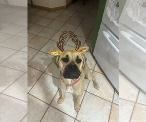 Mutt Dogs for adoption in Goodyear, AZ, USA