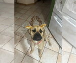 Small Mutt