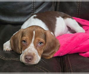 Beagle-Unknown Mix Dogs for adoption in Hillsboro, MO, USA