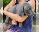 Small Photo #2 Weimaraner Puppy For Sale in MANKATO, MN, USA