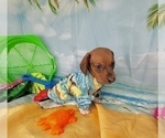Small #16 Dachshund