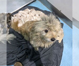 Mutt Dogs for adoption in Long Beach, CA, USA