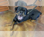 Small #10 Rottweiler