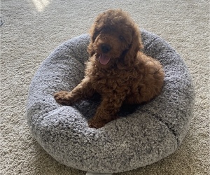 Poodle (Miniature) Puppy for sale in CLINTON TOWNSHIP, MI, USA