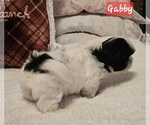 Small #1 Shih Tzu