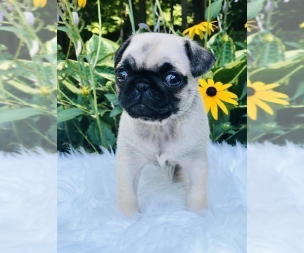 Medium Photo #5 Pug Puppy For Sale in CANTON, CT, USA