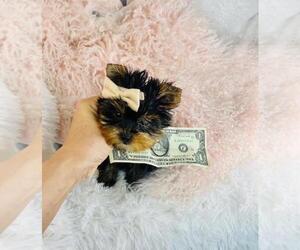 Medium Yorkshire Terrier