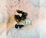 Puppy Puppy 3 Yorkshire Terrier