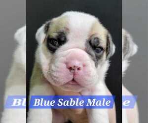 Olde English Bulldogge Puppy for sale in OROFINO, ID, USA
