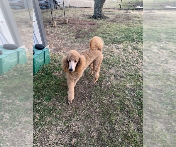 Medium Photo #4 Poodle (Standard) Puppy For Sale in SAVOY, TX, USA