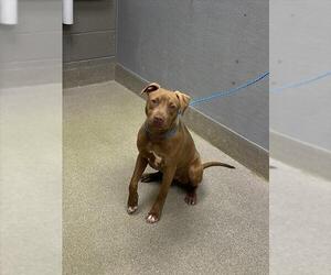 Mutt Dogs for adoption in Las Vegas, NV, USA