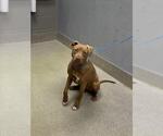 Small Mutt
