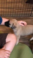 Mastiff Puppy for sale in LAS VEGAS, NV, USA