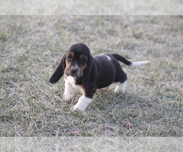 Medium Photo #6 Basset Hound Puppy For Sale in MEMPHIS, MO, USA
