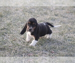 Small Photo #6 Basset Hound Puppy For Sale in MEMPHIS, MO, USA