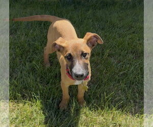 The Great Hambino - Male Mutt Dog for Adoption - Photo #4