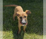 Small Photo #4 Mutt Puppy For Sale in Sandy, UT, USA