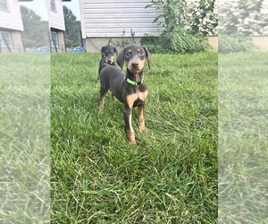 Doberman Pinscher Puppy for sale in OAK FOREST, IL, USA