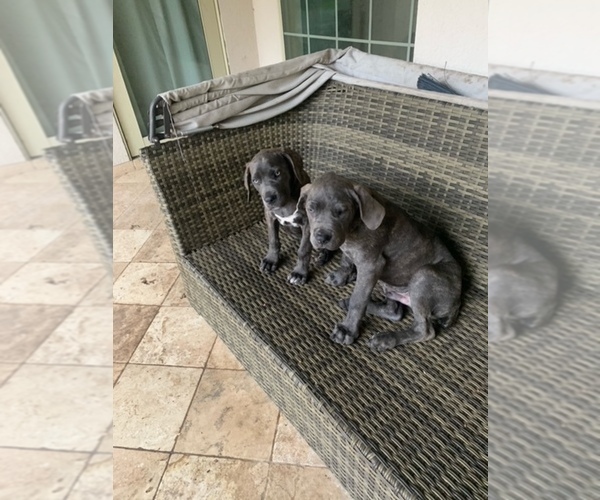 Medium Photo #3 Cane Corso Puppy For Sale in SAN ANTONIO, TX, USA