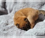 Small #2 Shiba Inu