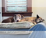 Small #2 American Staffordshire Terrier Mix