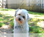 Small #2 Havanese