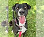 Small #6 Labrador Retriever Mix