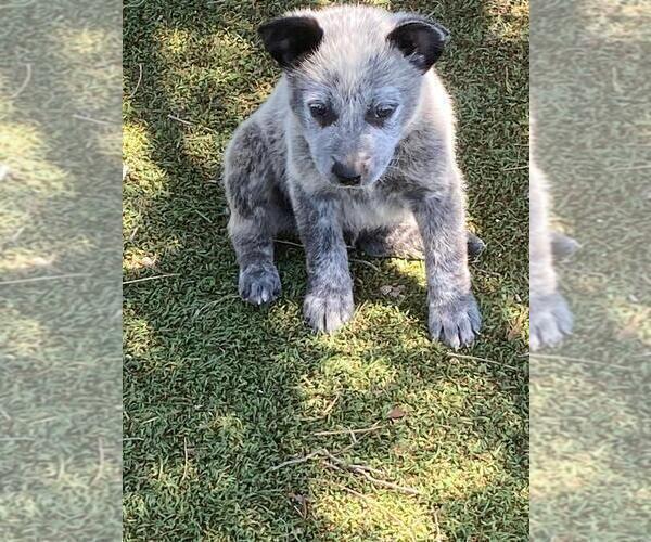 Medium Photo #4 Australian Cattle Dog Puppy For Sale in BRIGGSDALE, CO, USA