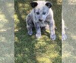 Small #3 Australian Cattle Dog