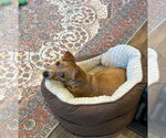 Small #1 Chiweenie