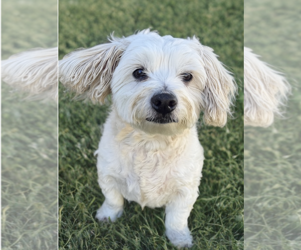 Medium Photo #2 Maltese-Unknown Mix Puppy For Sale in Newport Beach, CA, USA