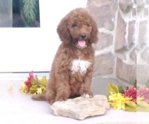 Goldendoodle Puppy for sale in GORDONVILLE, PA, USA