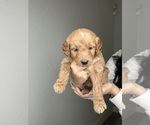 Small Photo #5 Goldendoodle Puppy For Sale in BAKERSFIELD, CA, USA