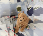 Small Photo #7 Goldendoodle (Miniature) Puppy For Sale in MILWAUKEE, WI, USA