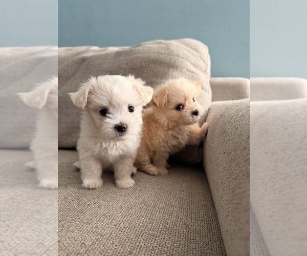 Medium Photo #9 Maltipoo (Toy) Puppy For Sale in ARCADIA, CA, USA