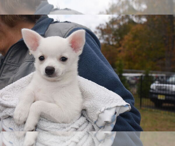 Medium Photo #2 Chihuahua-Unknown Mix Puppy For Sale in Spring Lake, NJ, USA