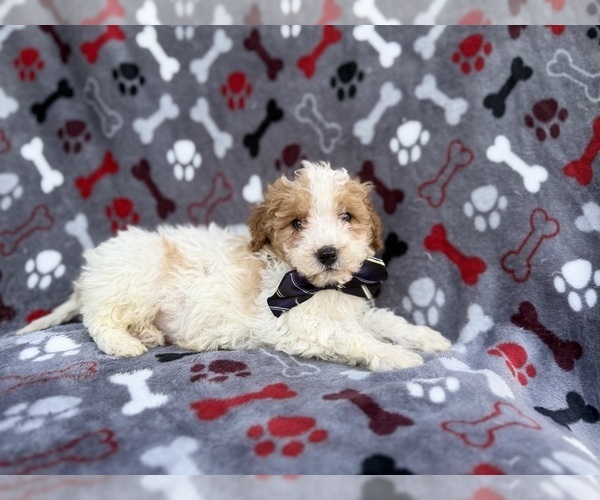 Medium Photo #3 Cavapoo (Miniature) Puppy For Sale in LAKELAND, FL, USA