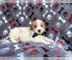Small #2 Cavapoo (Miniature)