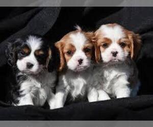 Cavalier King Charles Spaniel Puppy for sale in ANCHORAGE, AK, USA