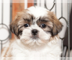 Small #3 Shih Tzu